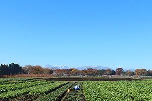 出荷日の朝に収穫します